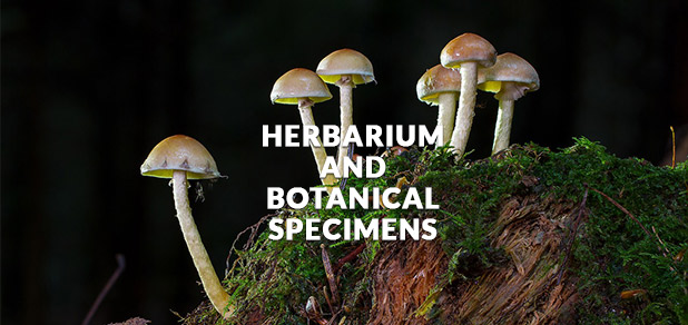 Herbarium and Botany Science Specimen Cabinets