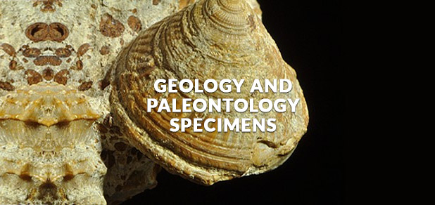 Geology and Paleontology Science Specimen Cabinets