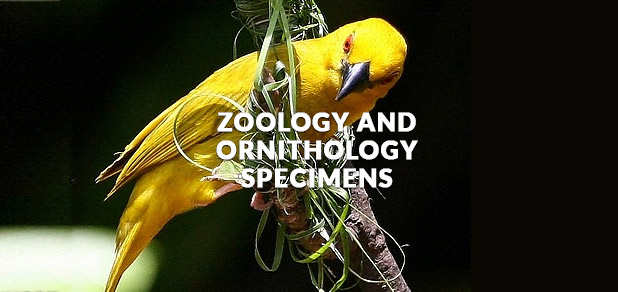 Zoology and Ornithology Science Specimen Cabinets